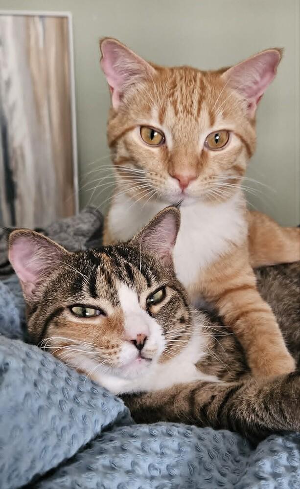 Crumbles, Adoptable, Kitten Female Domestic Short Hair.