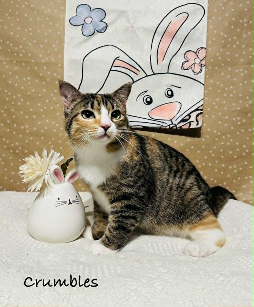 Crumbles, a Adoptable mixed breed in Groveland, MA image 4/6