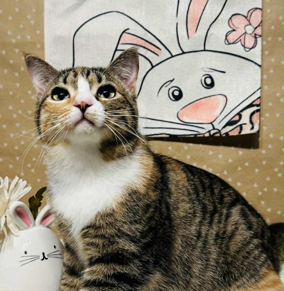 Crumbles, a Adoptable mixed breed in Groveland, MA image 5/6
