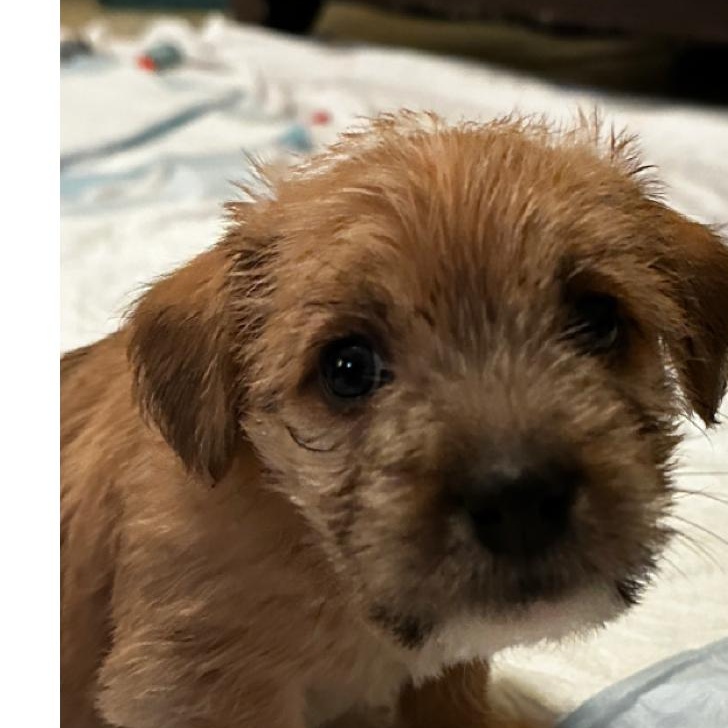 Enlarge Bruno, a ADOPTABLE mixed breed in Penryn, CA image 1/1