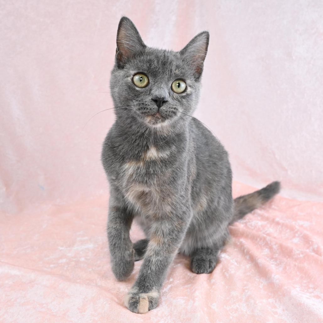 Gwen, Adoptable, Kitten Female Domestic Short Hair.