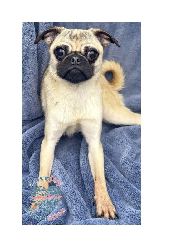 Meet the Fantasy Four COH  a charming group of 1 and a half year old male Pugs who were