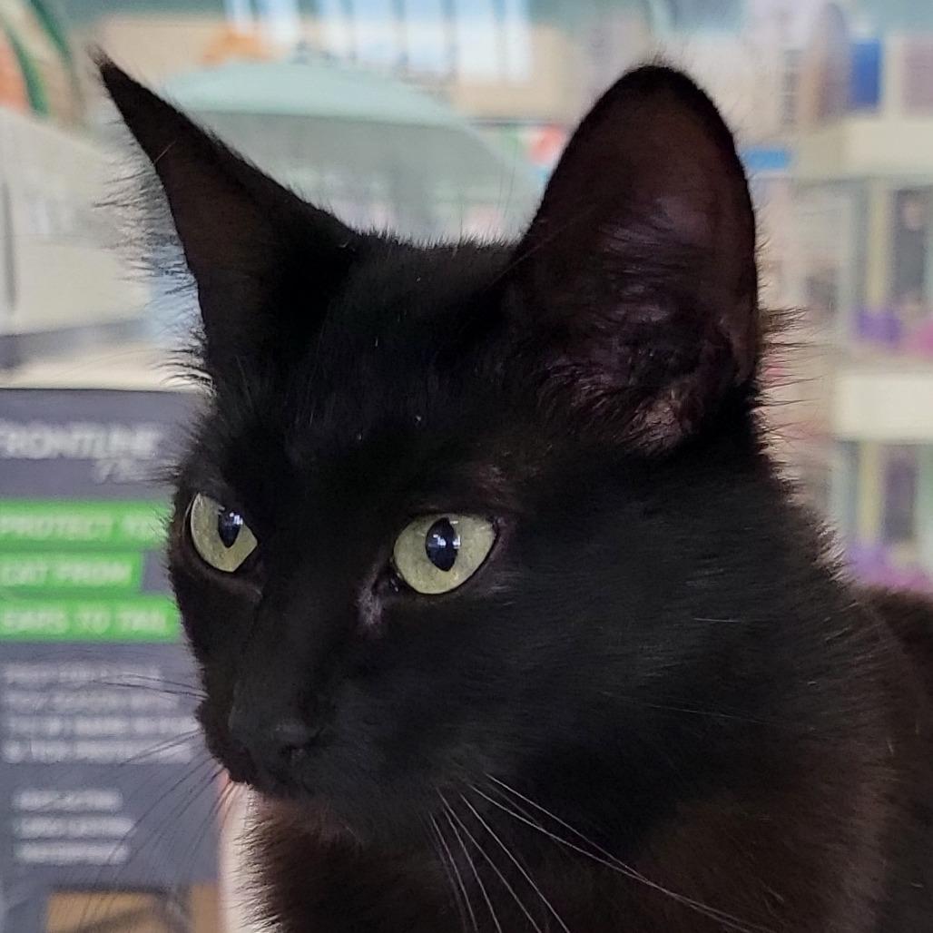 Coco, Adoptable, Young Female Domestic Long Hair.