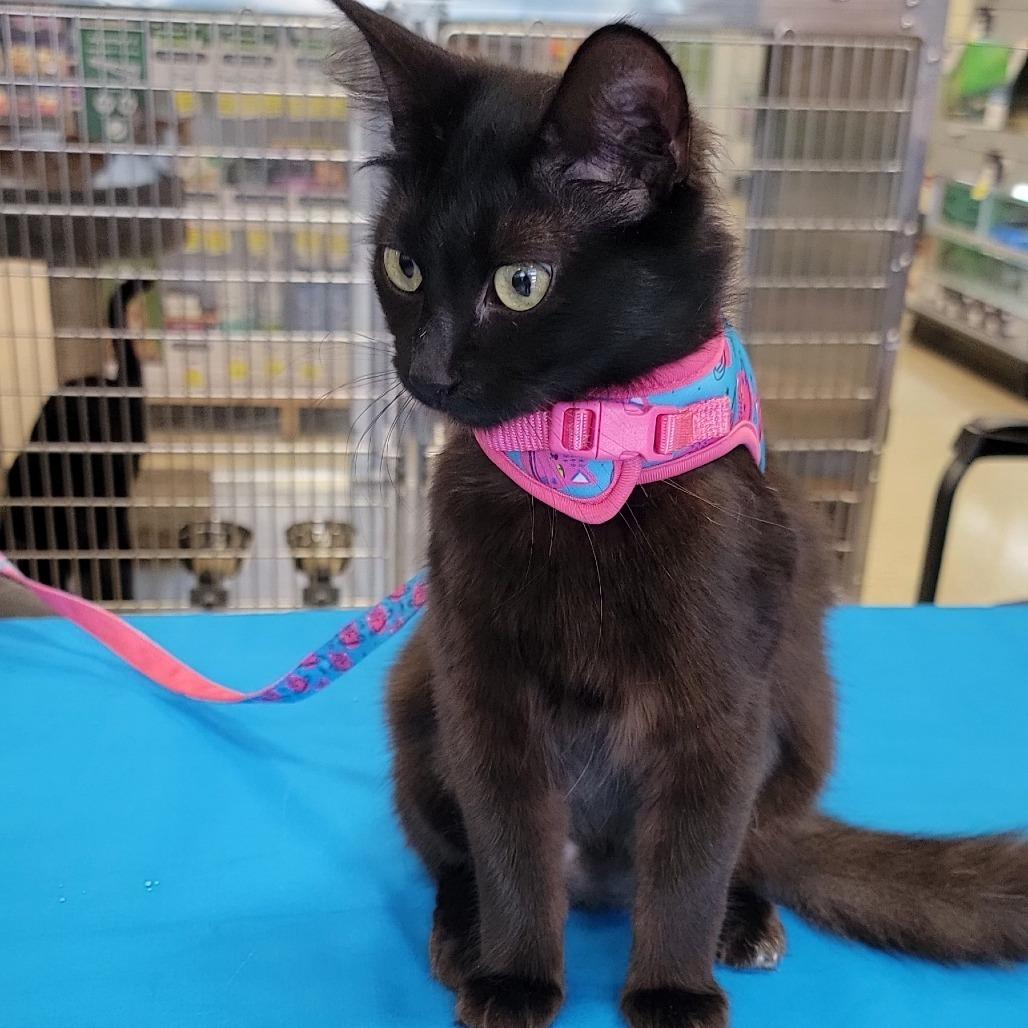 Coco, a Adoptable Domestic Long Hair in Santa Fe, TX image 2/4