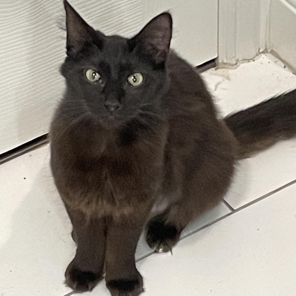 Coco, a Adoptable Domestic Long Hair in Santa Fe, TX image 3/4