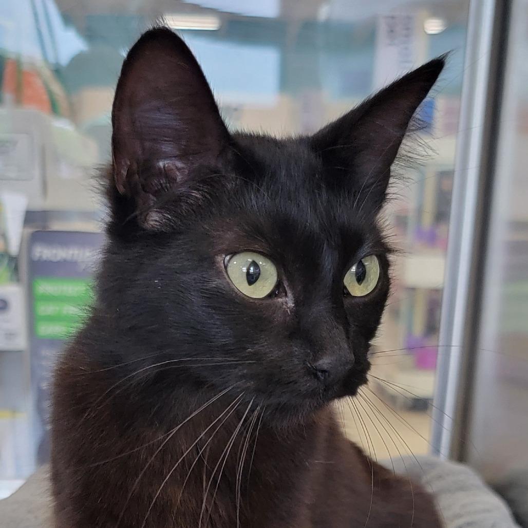 Coco, a Adoptable Domestic Long Hair in Santa Fe, TX image 4/4