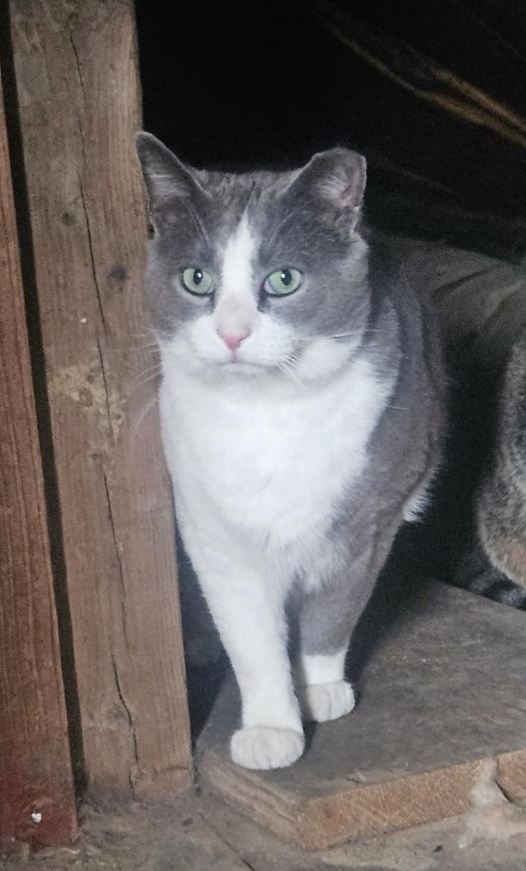 Enlarge Sawyer - Pending Adoption, a Adoptable Domestic Short Hair in Quentin, PA image 1/1