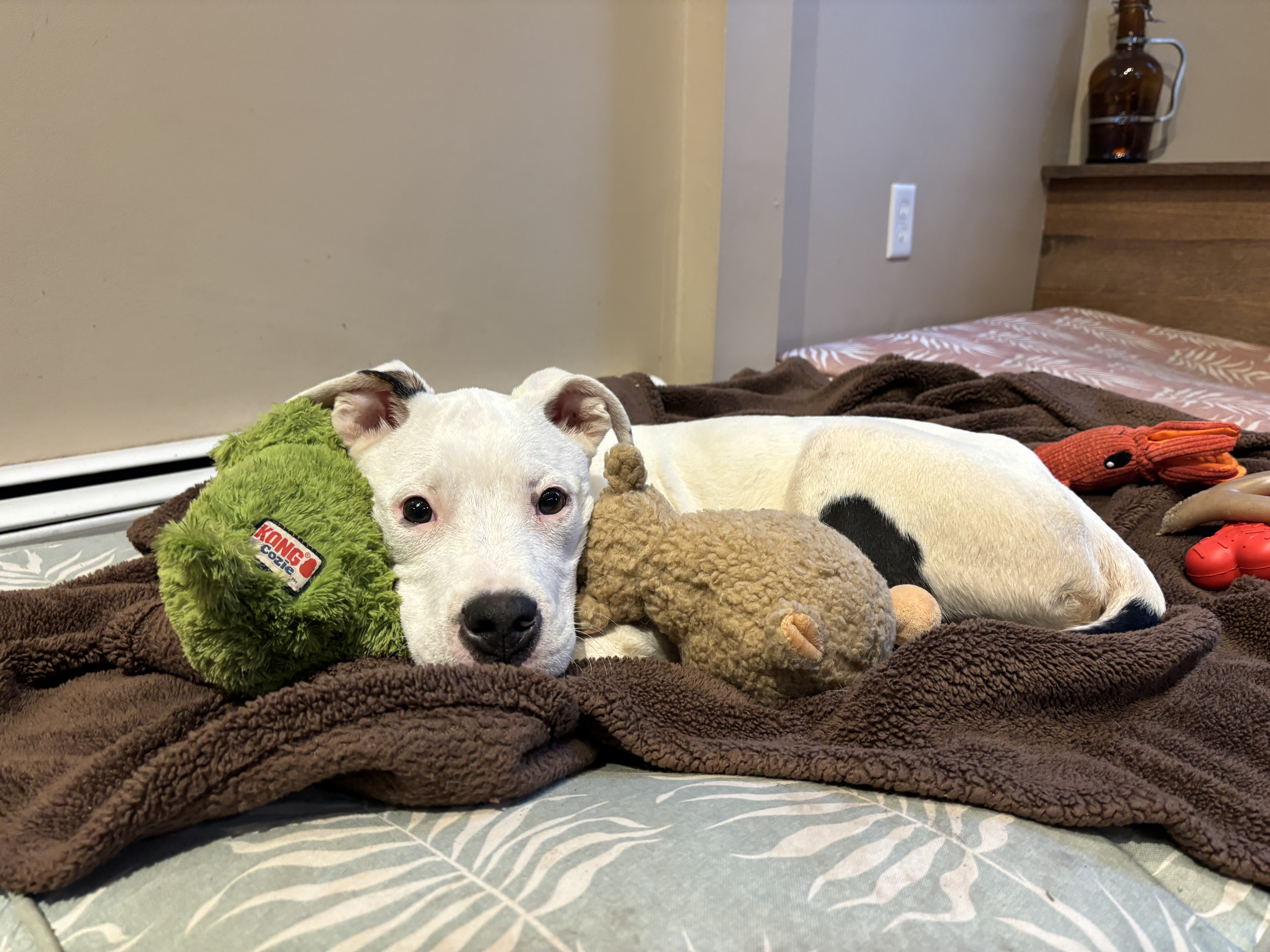 Chestnut, Adopted, Young Female Mixed Breed.