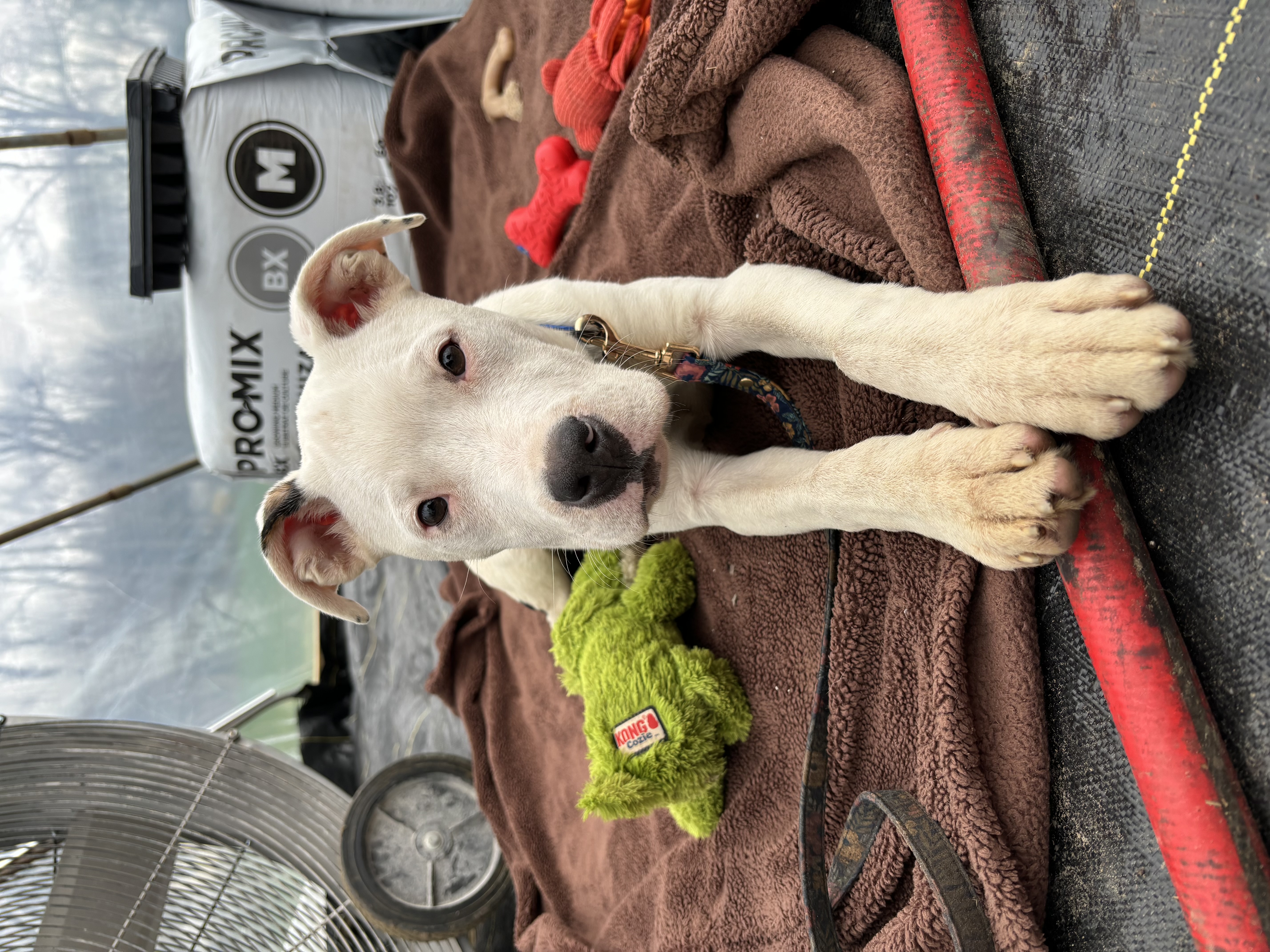 Enlarge Chestnut, a Adopted mixed breed in North Syracuse, NY image 3/6