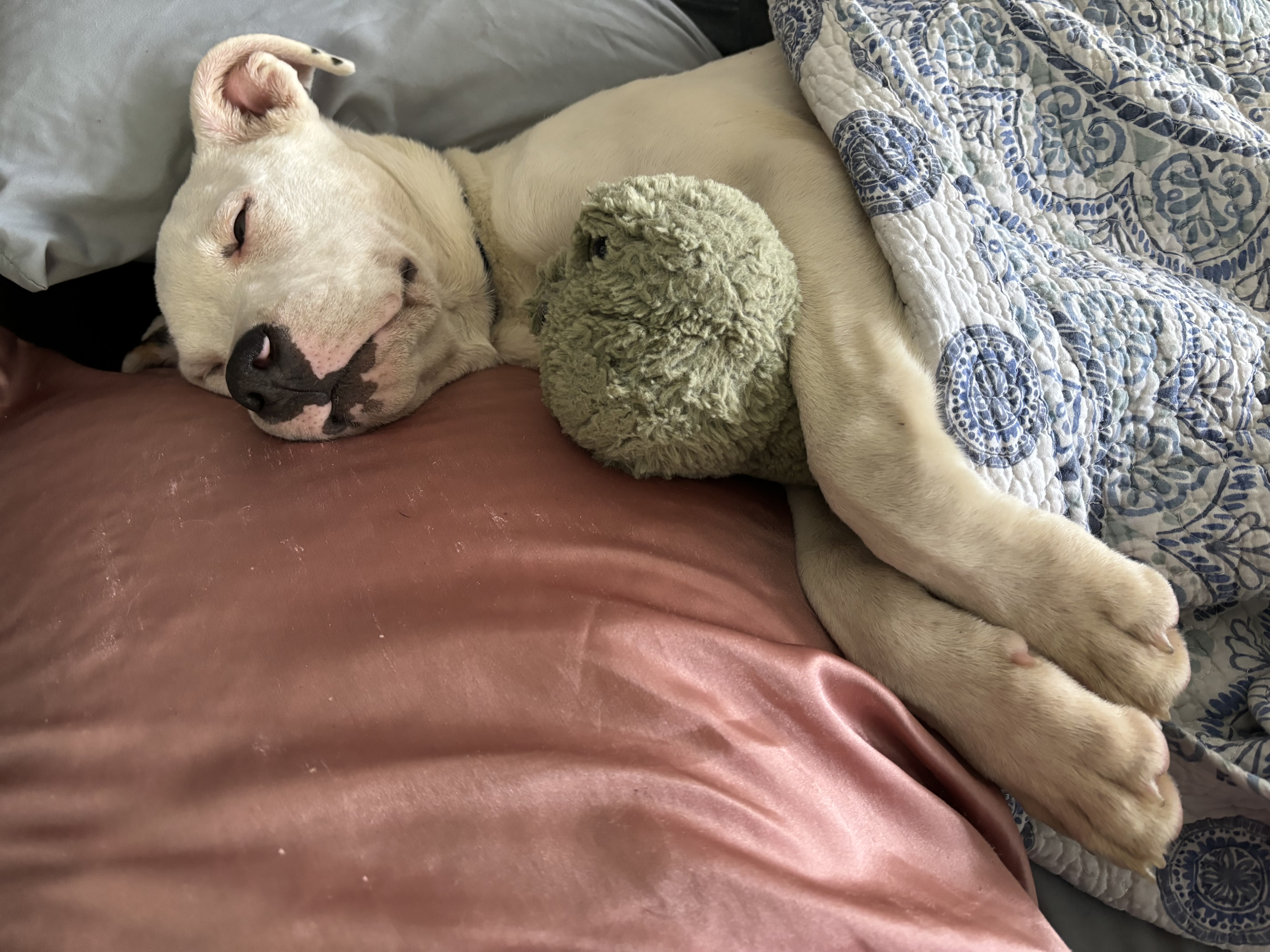 Enlarge Chestnut, a Adopted mixed breed in North Syracuse, NY image 4/6