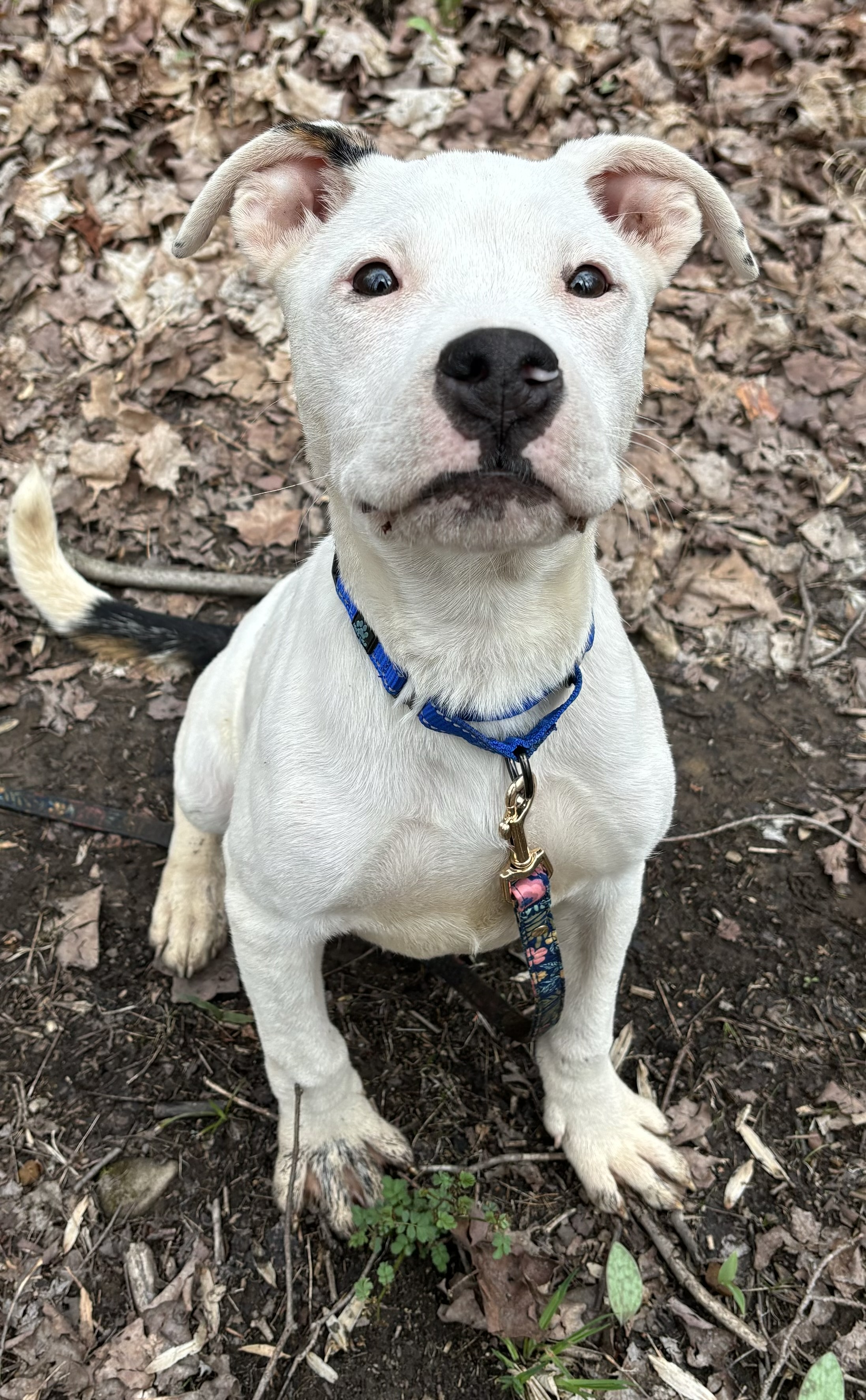 Enlarge Chestnut, a Adopted mixed breed in North Syracuse, NY image 5/6