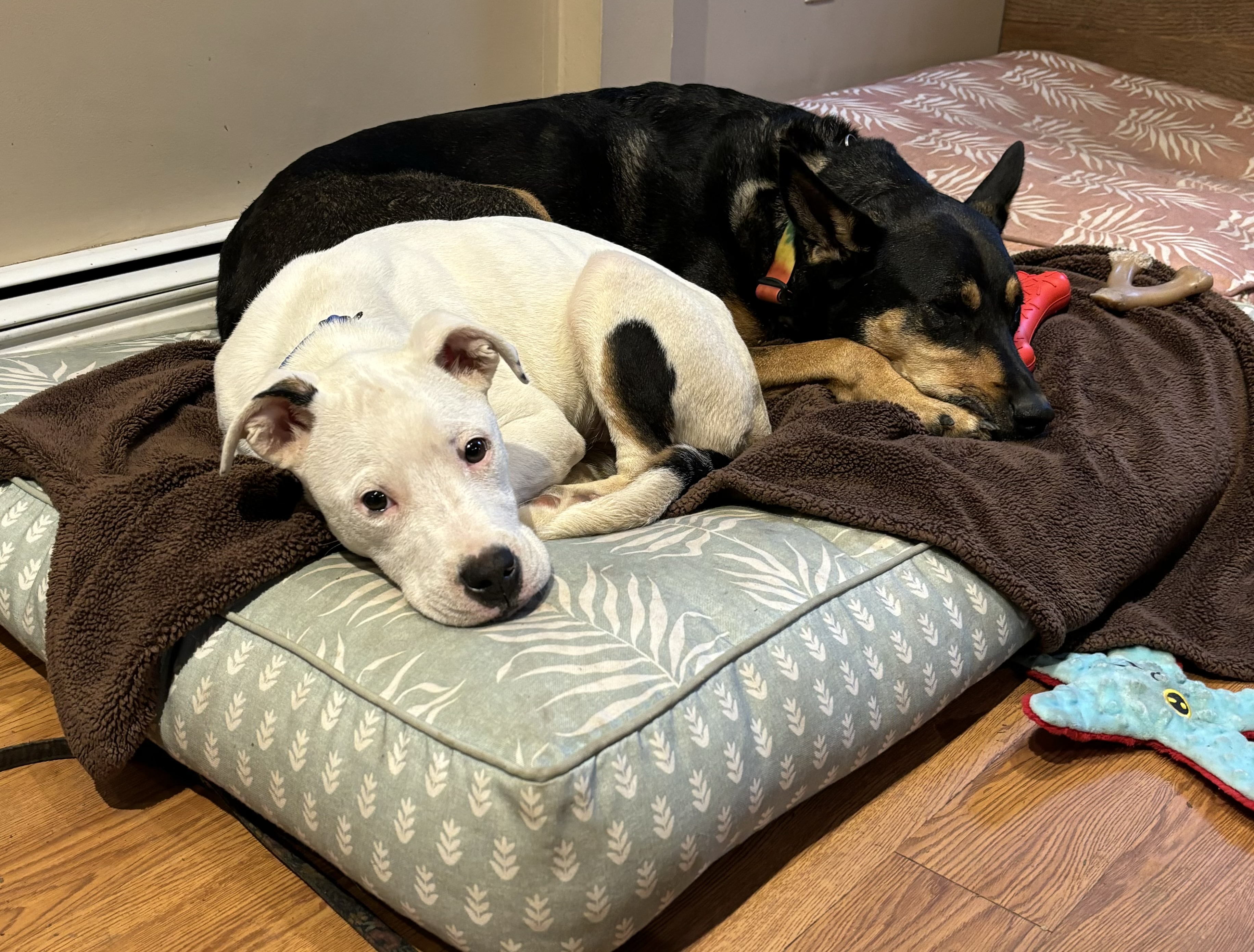 Enlarge Chestnut, a Adopted mixed breed in North Syracuse, NY image 6/6