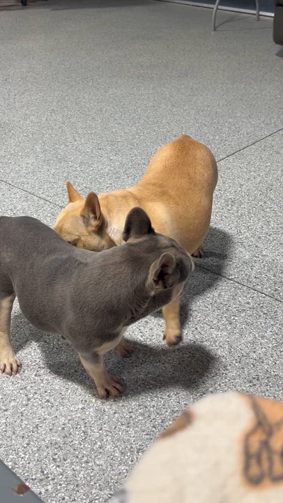 Enlarge Comical Bella. Fawn, a Adoptable French Bulldog in Antwerp, OH video 3/3