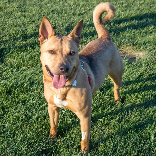 CARMELLA, Adoptable, Adult Female Shiba Inu & Pit Bull Terrier.