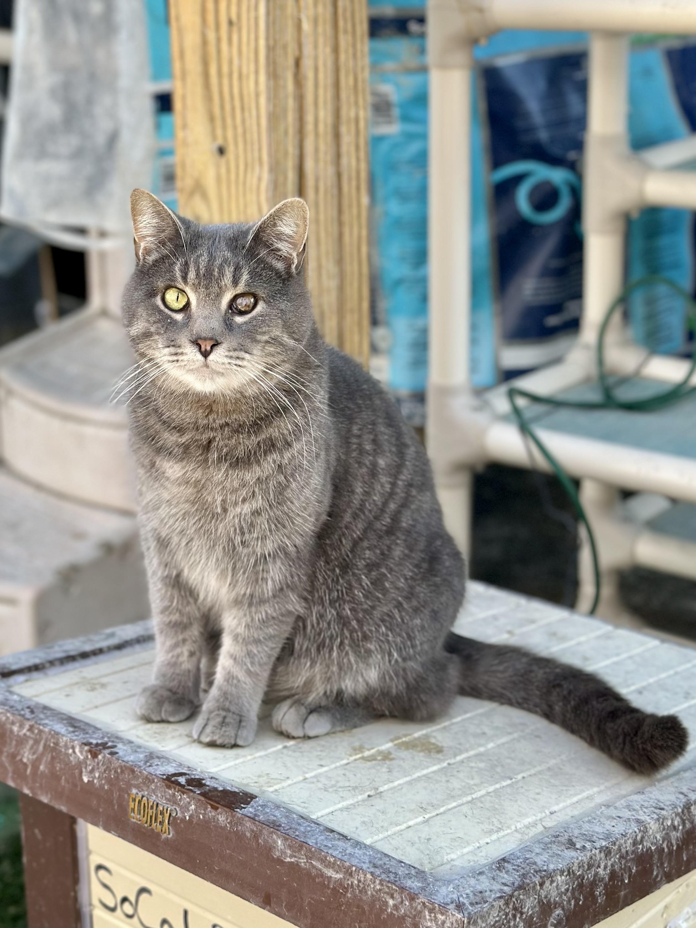 Enlarge Loki, a ADOPTABLE Domestic Short Hair in Faribault, MN image 3/4