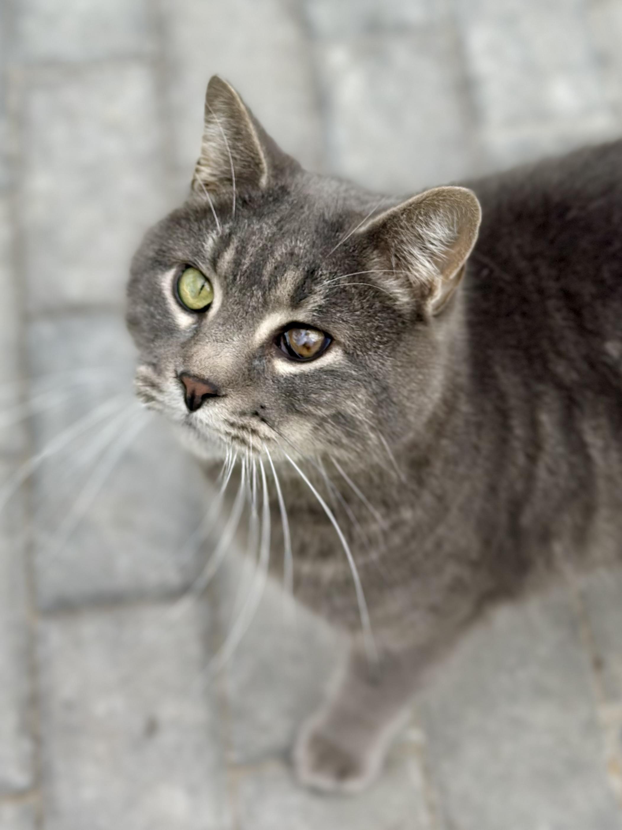 Enlarge Loki, a ADOPTABLE Domestic Short Hair in Faribault, MN image 1/4