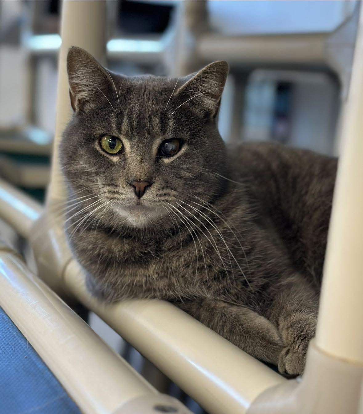 Enlarge Loki, a ADOPTABLE Domestic Short Hair in Faribault, MN image 4/4