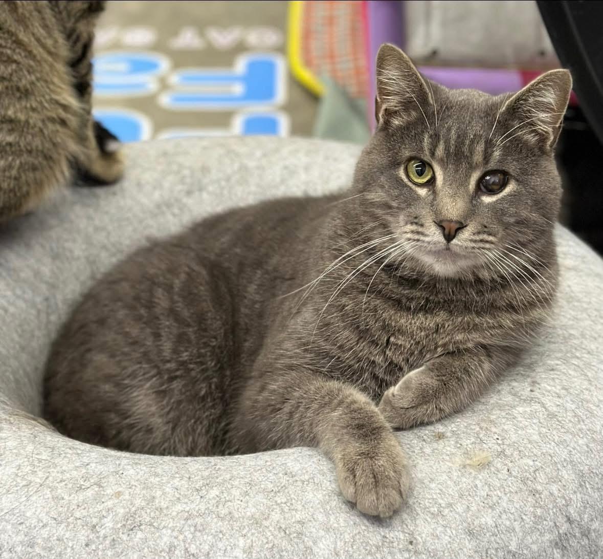 Enlarge Loki, a ADOPTABLE Domestic Short Hair in Faribault, MN image 2/4