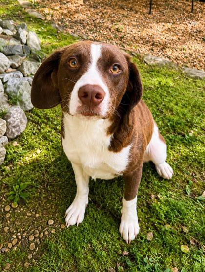 Daphne, ADOPTABLE, Adult Female Anatolian Shepherd.