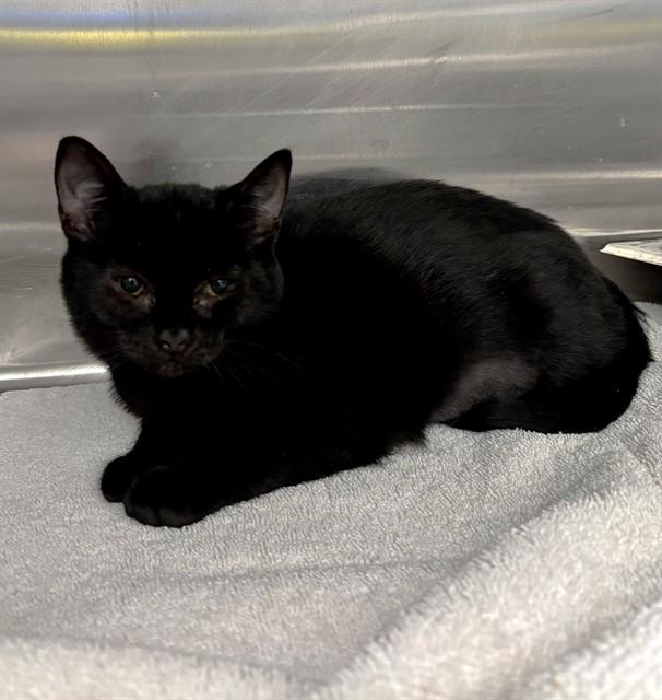 SALEM, Adoptable, Kitten Female Domestic Medium Hair.