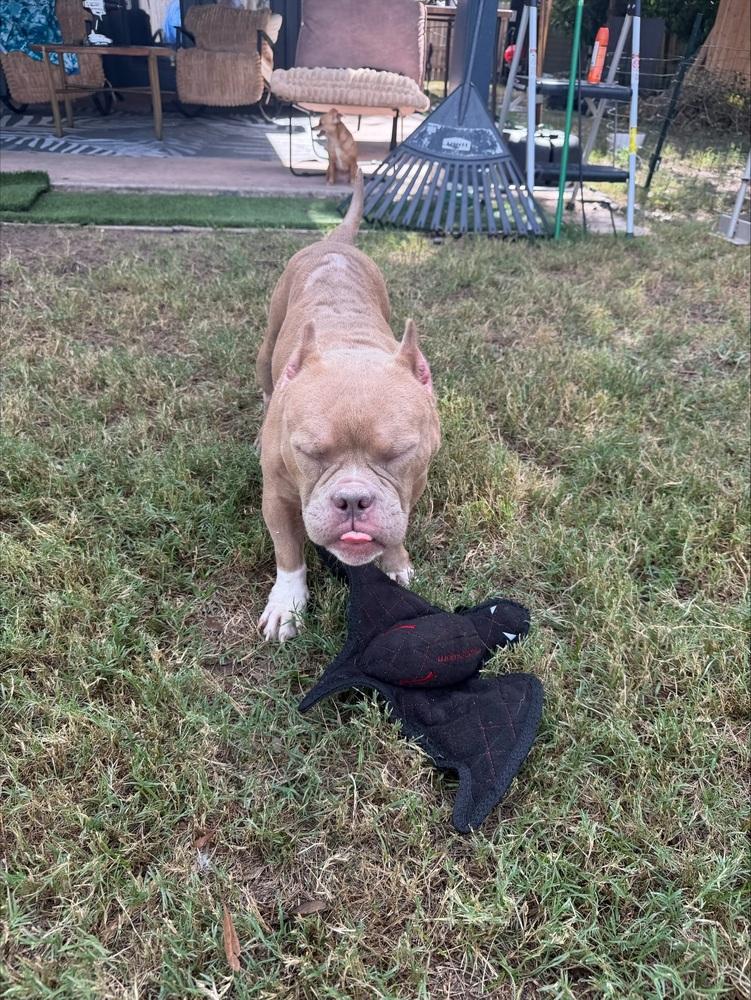 Creme Brulee, Adoptable, Adult Female American Bulldog.