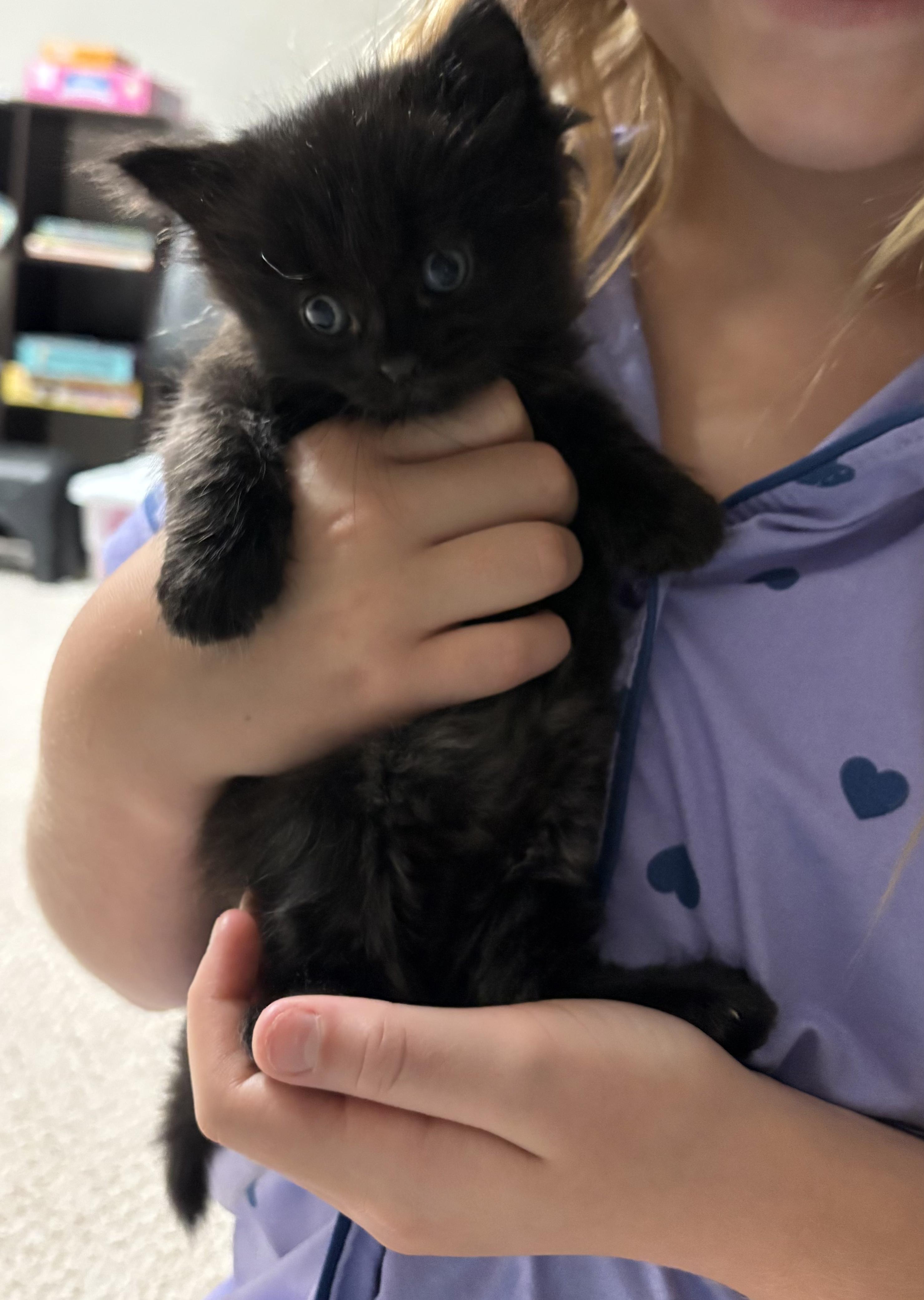Xavier, Adopted, Kitten Male Domestic Medium Hair & Domestic Short Hair.