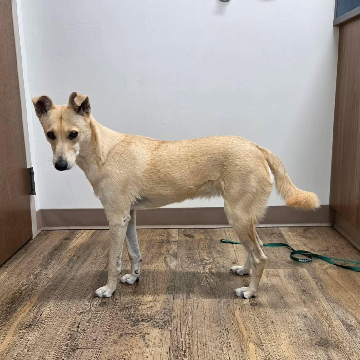 Enlarge Goldie, a Adoptable Mixed Breed in Chino valley, AZ image 4/6