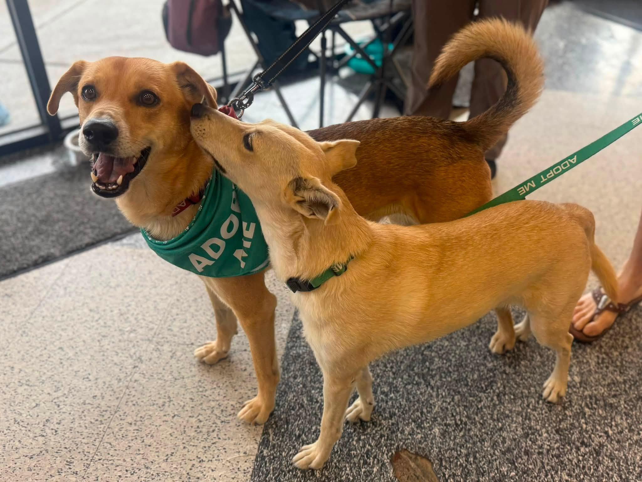 Enlarge Goldie, a Adoptable Mixed Breed in Chino valley, AZ image 5/6