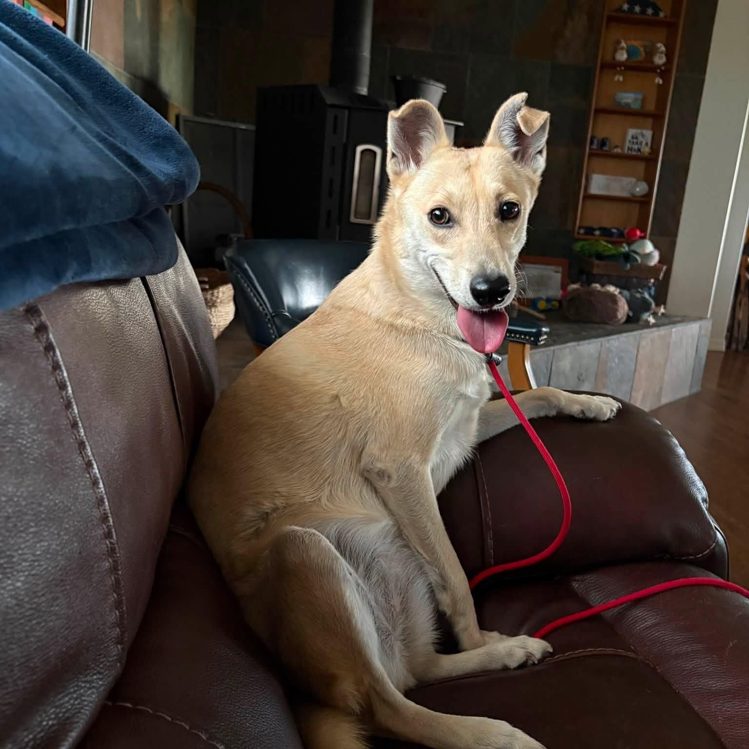 Enlarge Goldie, a Adoptable Mixed Breed in Chino valley, AZ image 2/6