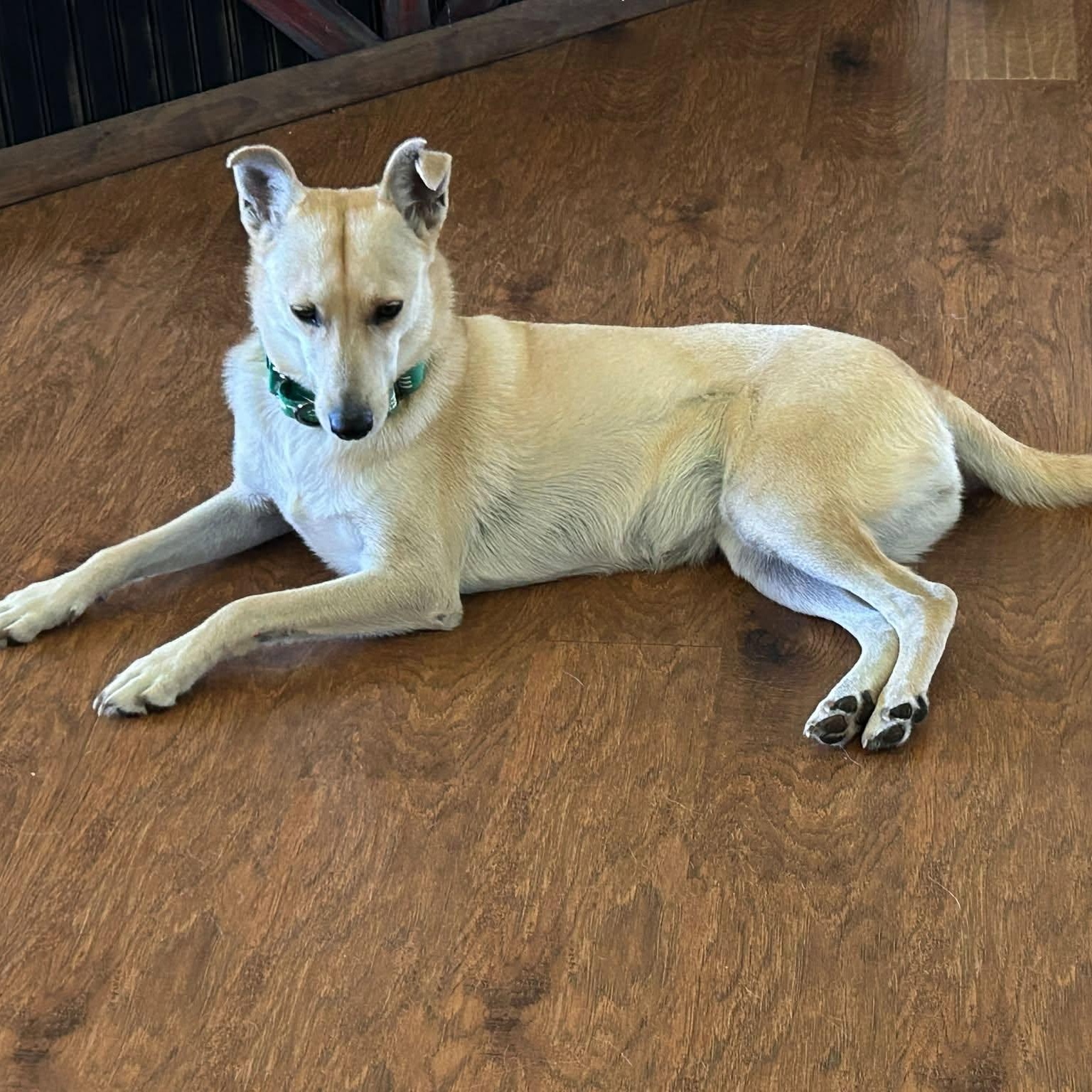 Enlarge Goldie, a Adoptable Mixed Breed in Chino valley, AZ image 3/6