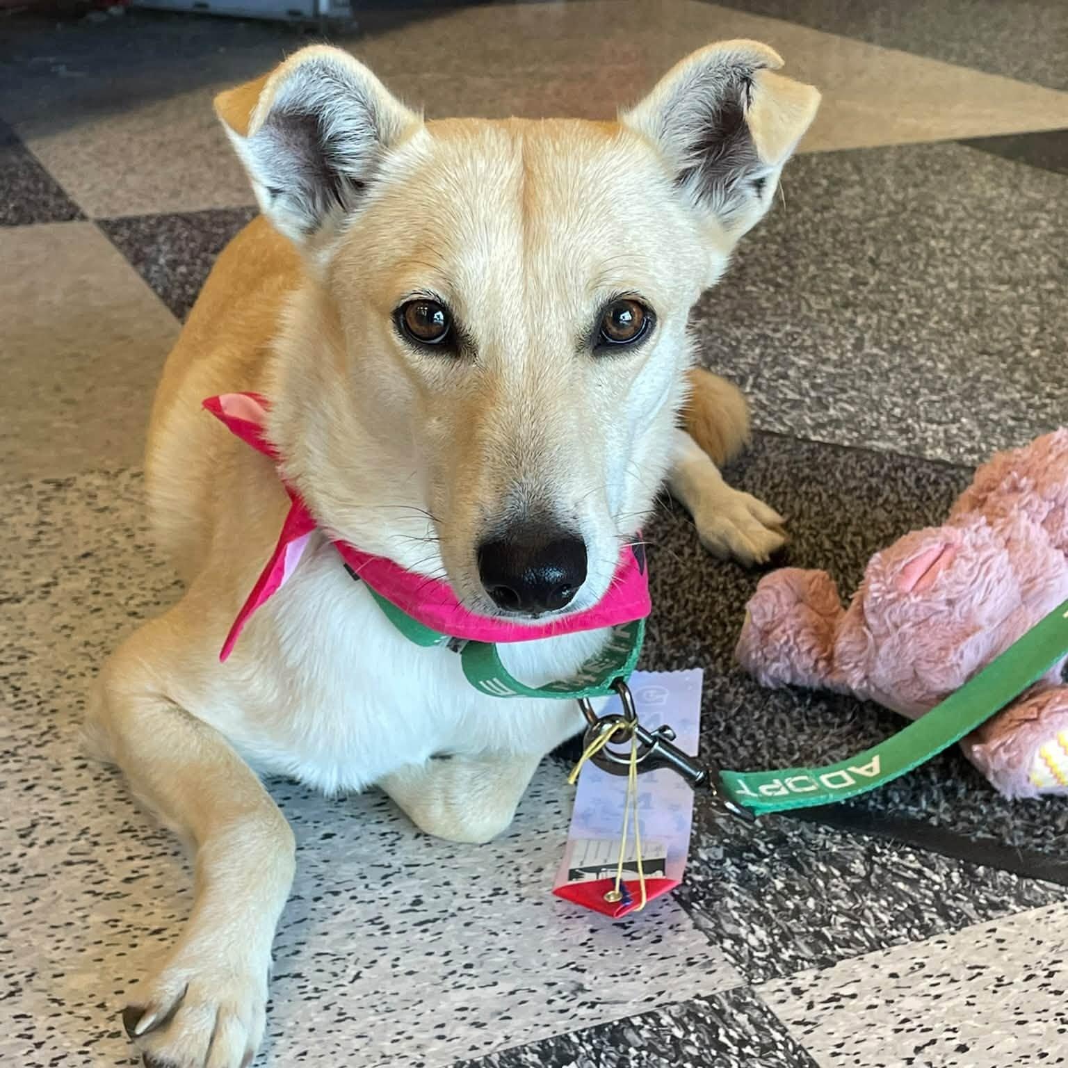 Goldie, Adoptable, Adult Female Mixed Breed.