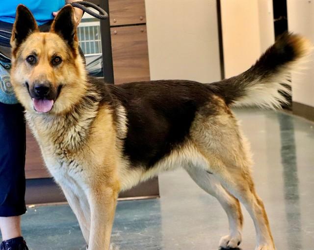 TAHOE, Adoptable, Adult Male German Shepherd Dog.