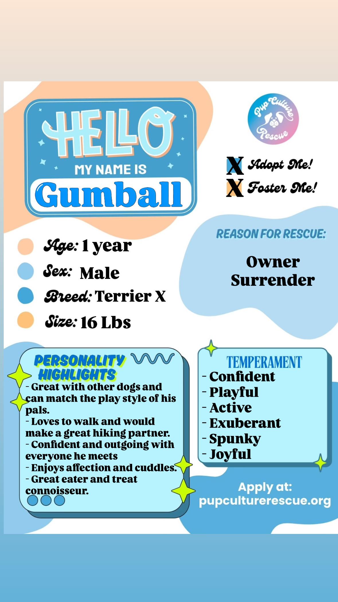 Enlarge Gumball, an adopted mixed breed in Pasadena, CA image 2/5