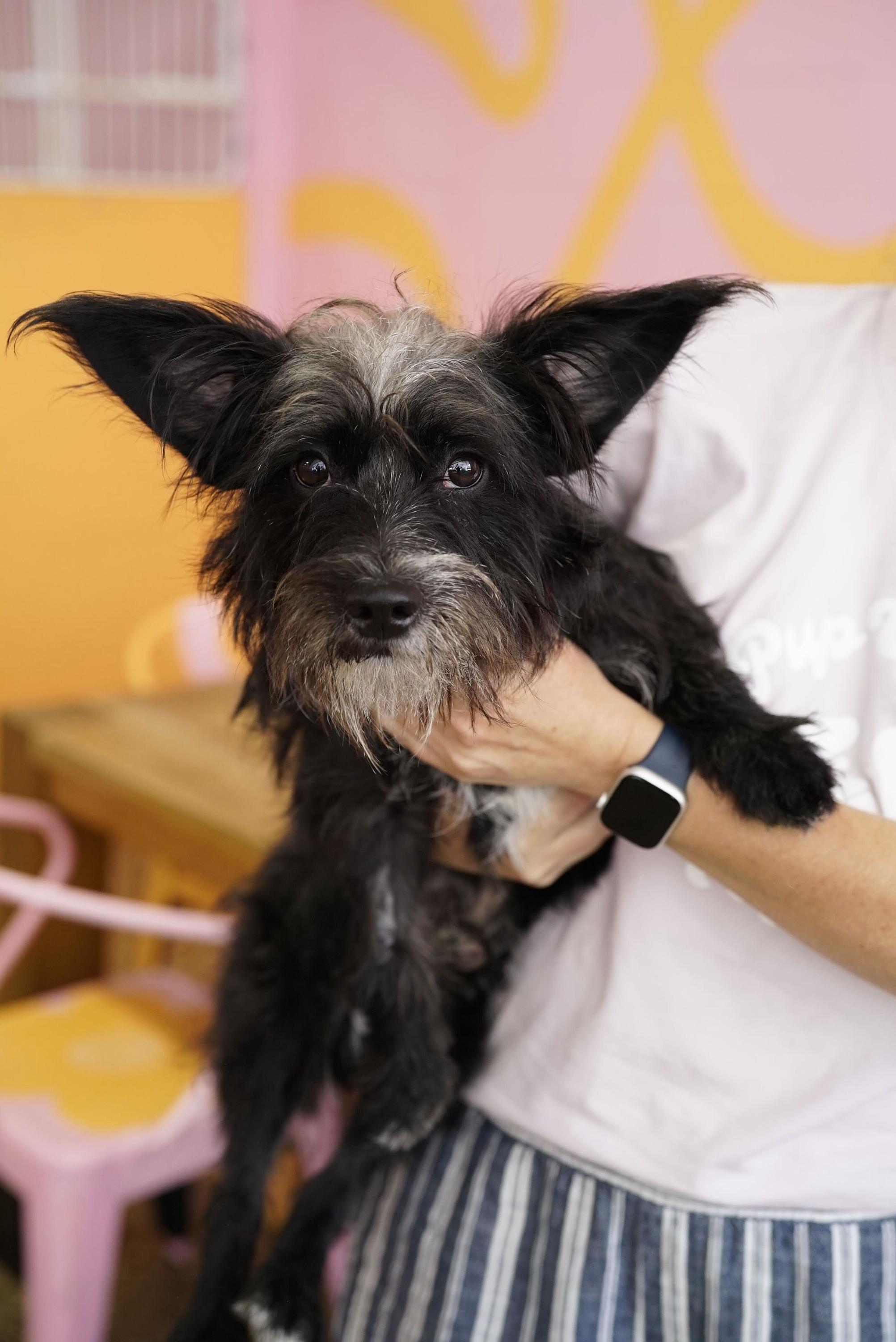 Enlarge Gumball, an adopted mixed breed in Pasadena, CA image 4/5