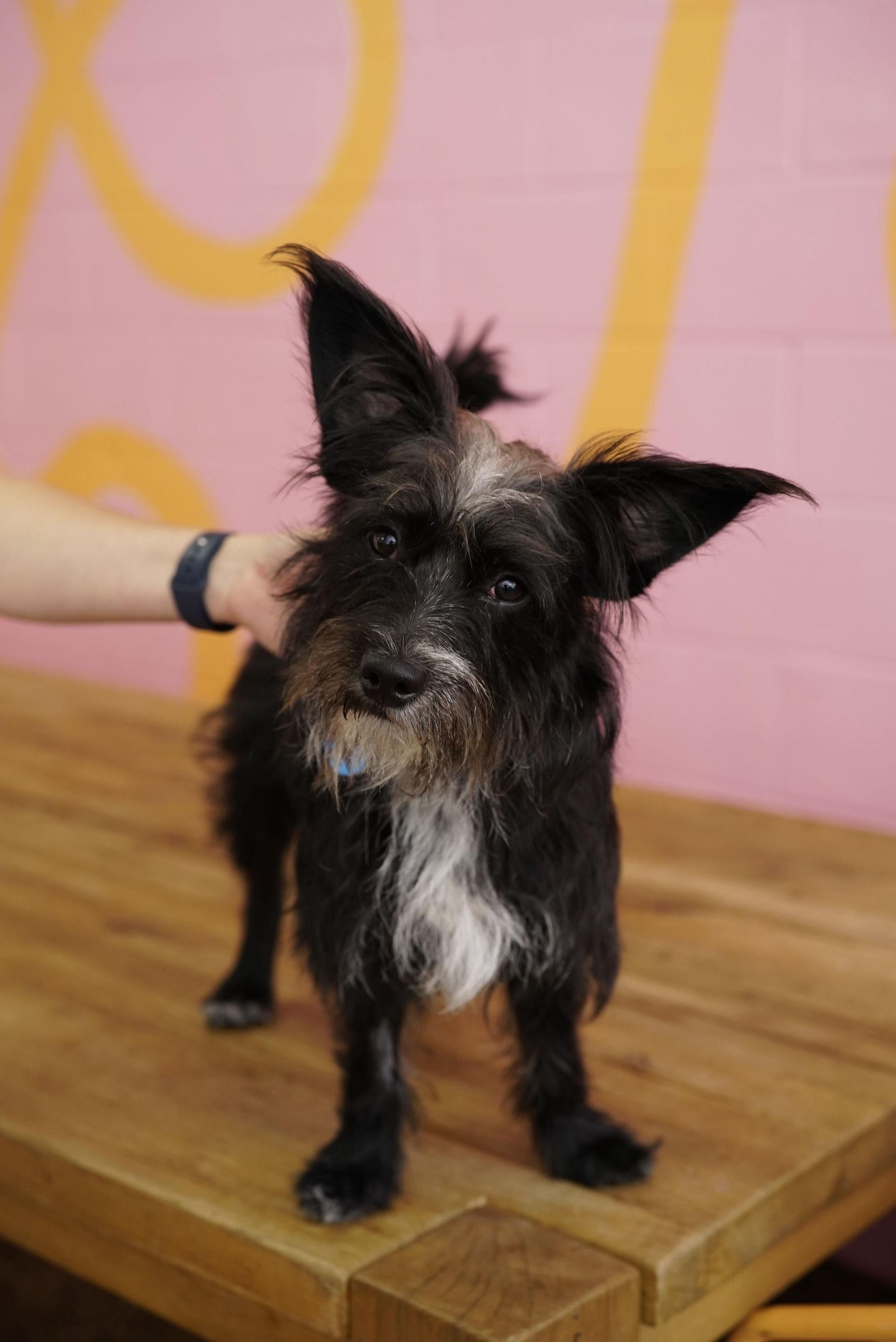Gumball, adopted, Young Male Terrier.