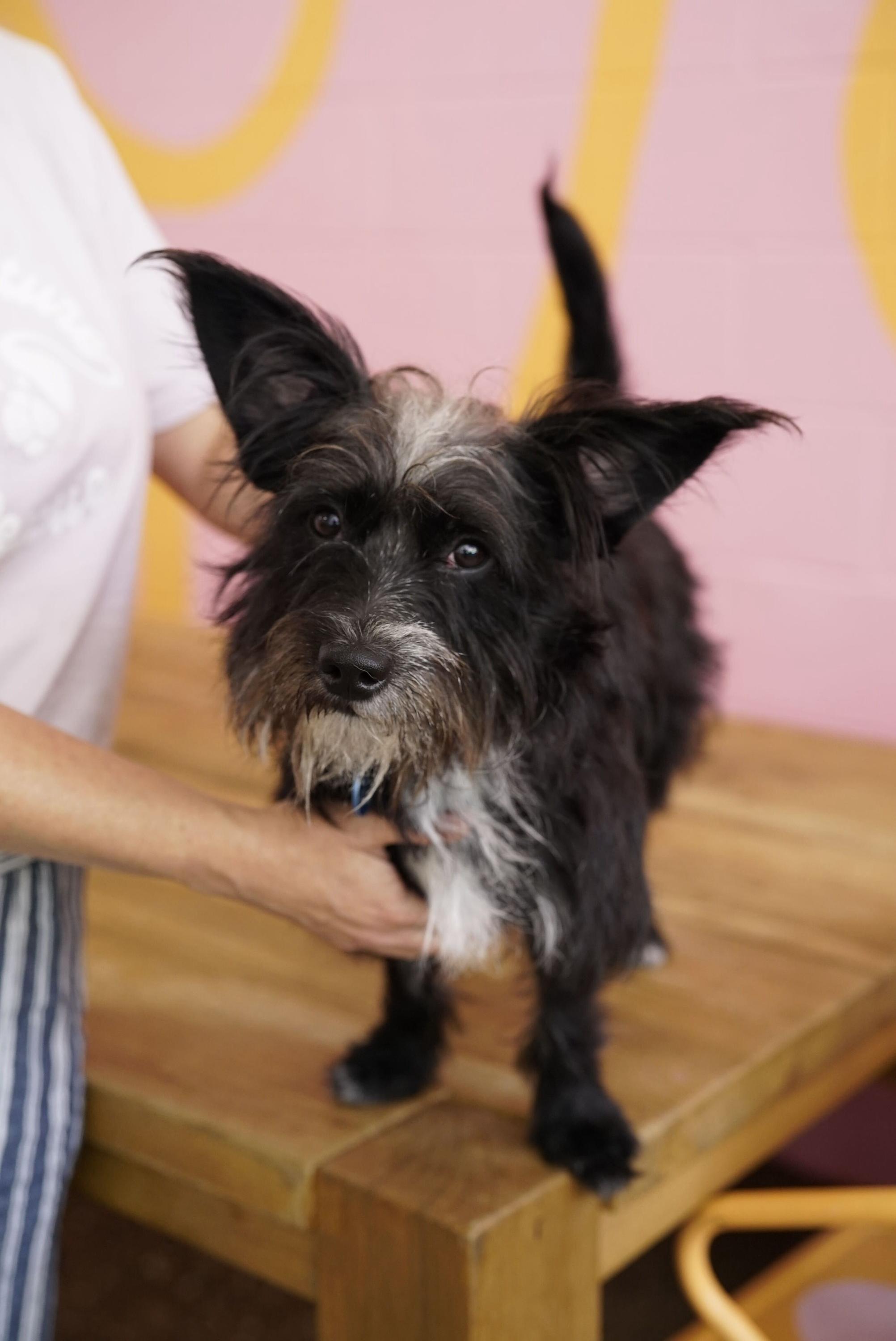 Enlarge Gumball, an adopted mixed breed in Pasadena, CA image 3/5