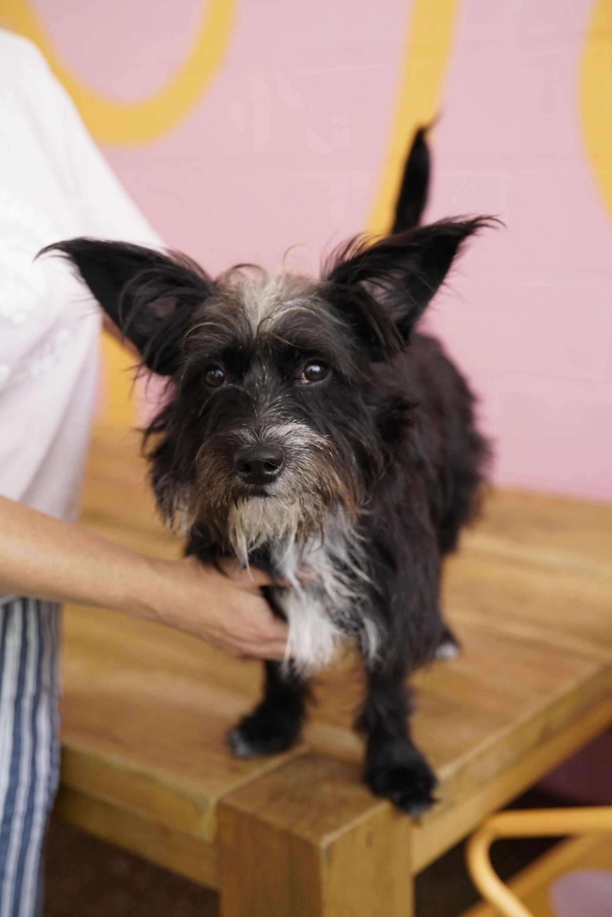 Enlarge Gumball, an adopted mixed breed in Pasadena, CA image 5/5