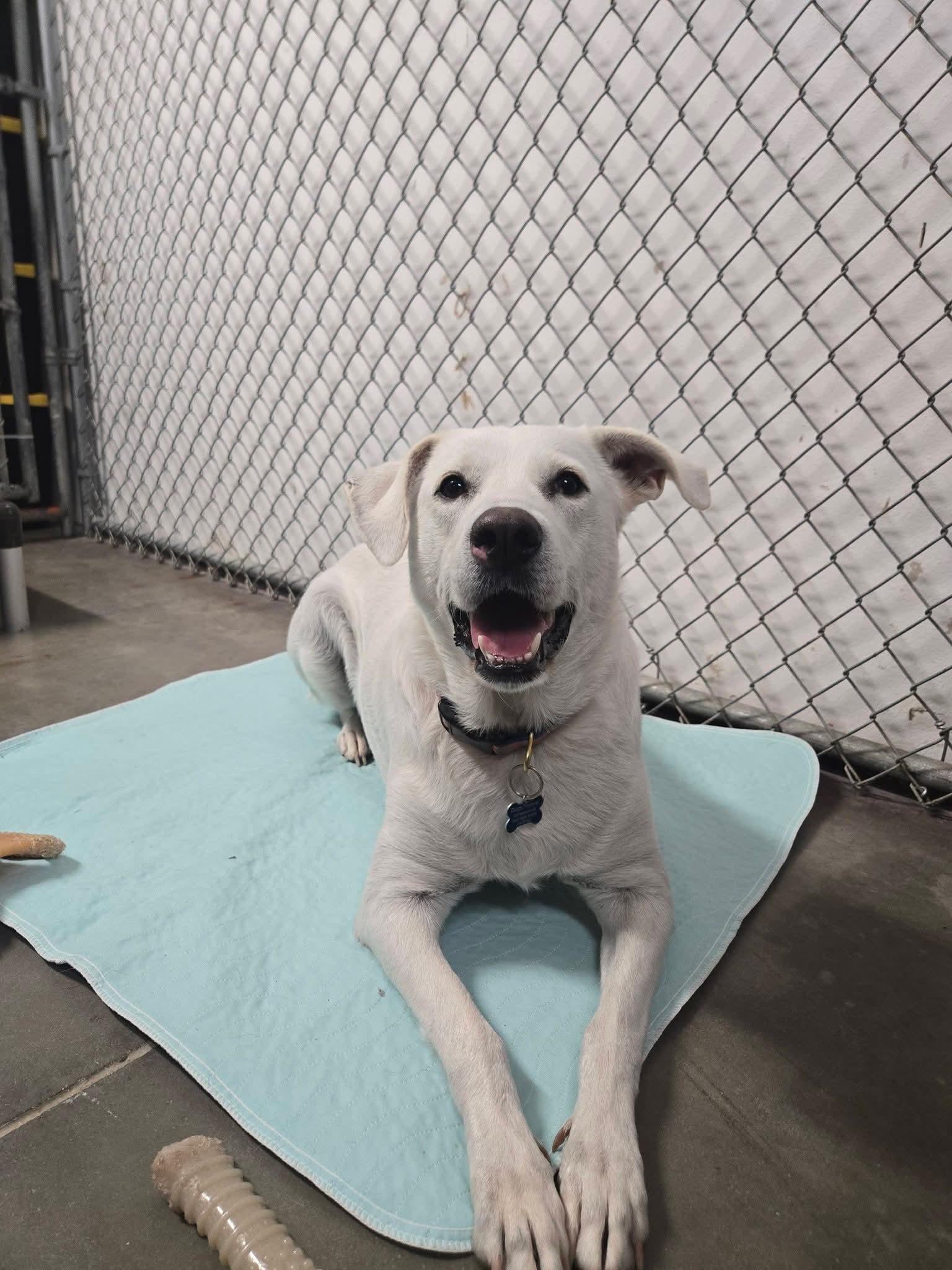 Enlarge Winter, a Adoptable Mixed Breed in Cedar Rapids, IA image 3/6