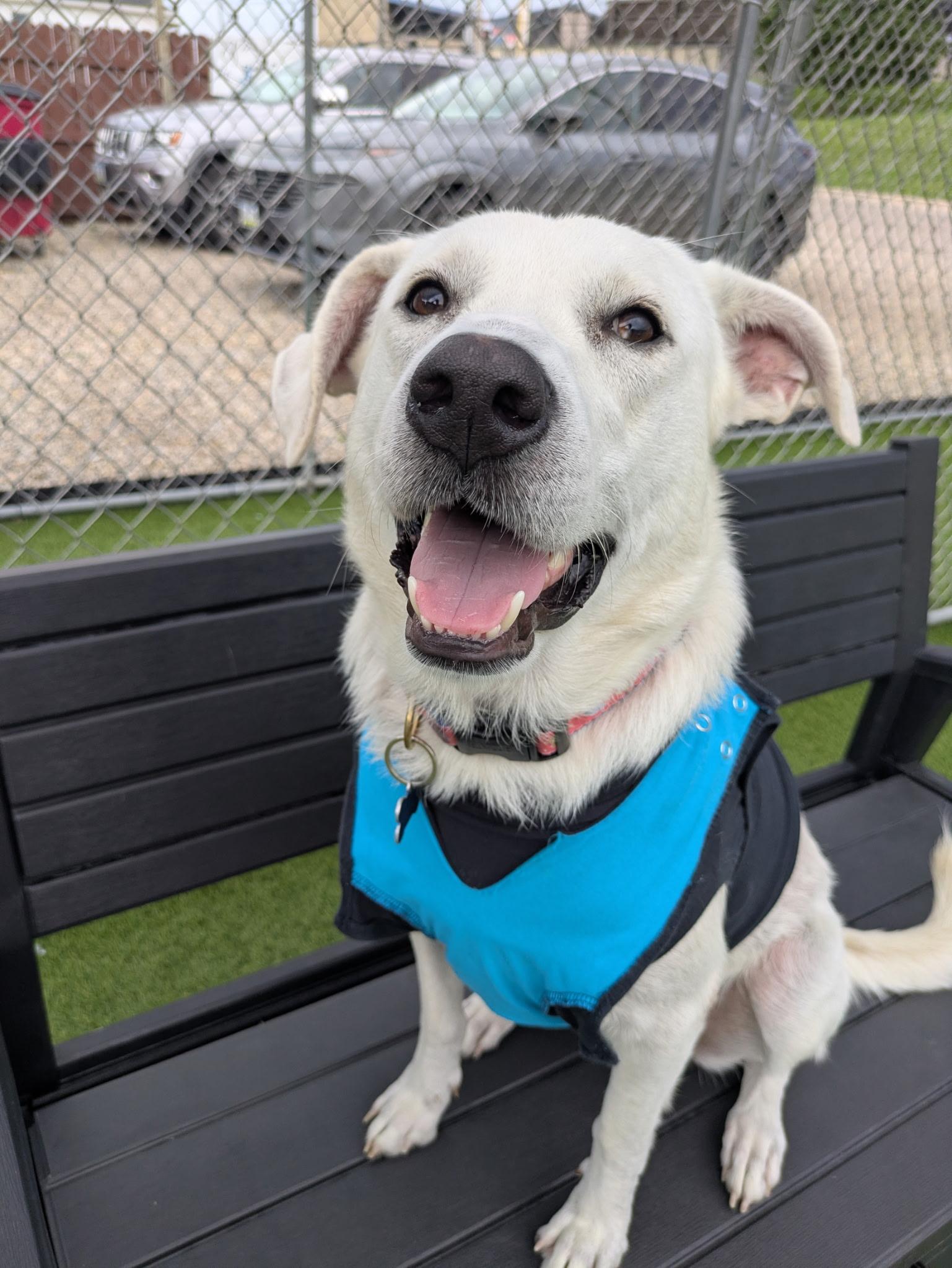 Winter, Adoptable, Adult Female Mixed Breed.