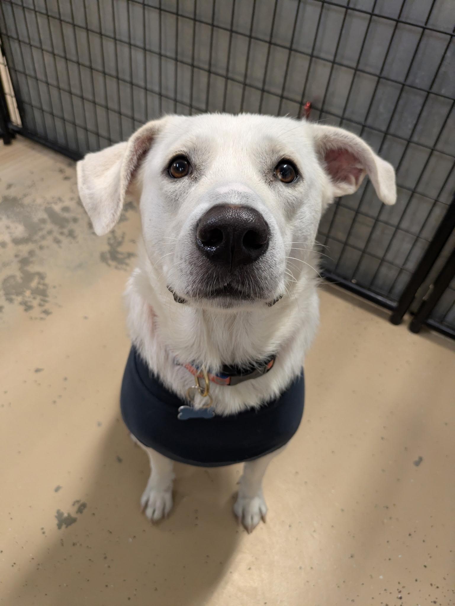 Enlarge Winter, a Adoptable Mixed Breed in Cedar Rapids, IA image 4/6