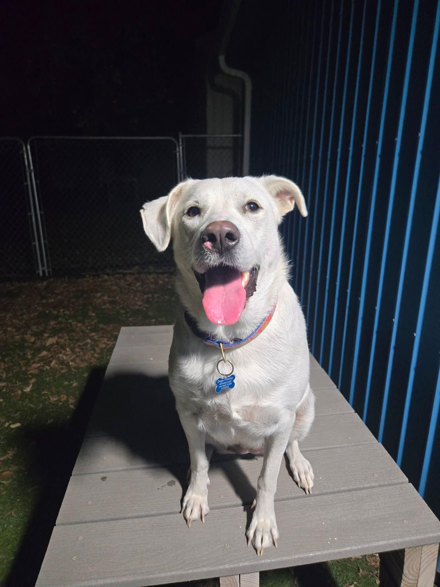 Enlarge Winter, a Adoptable Mixed Breed in Cedar Rapids, IA image 6/6
