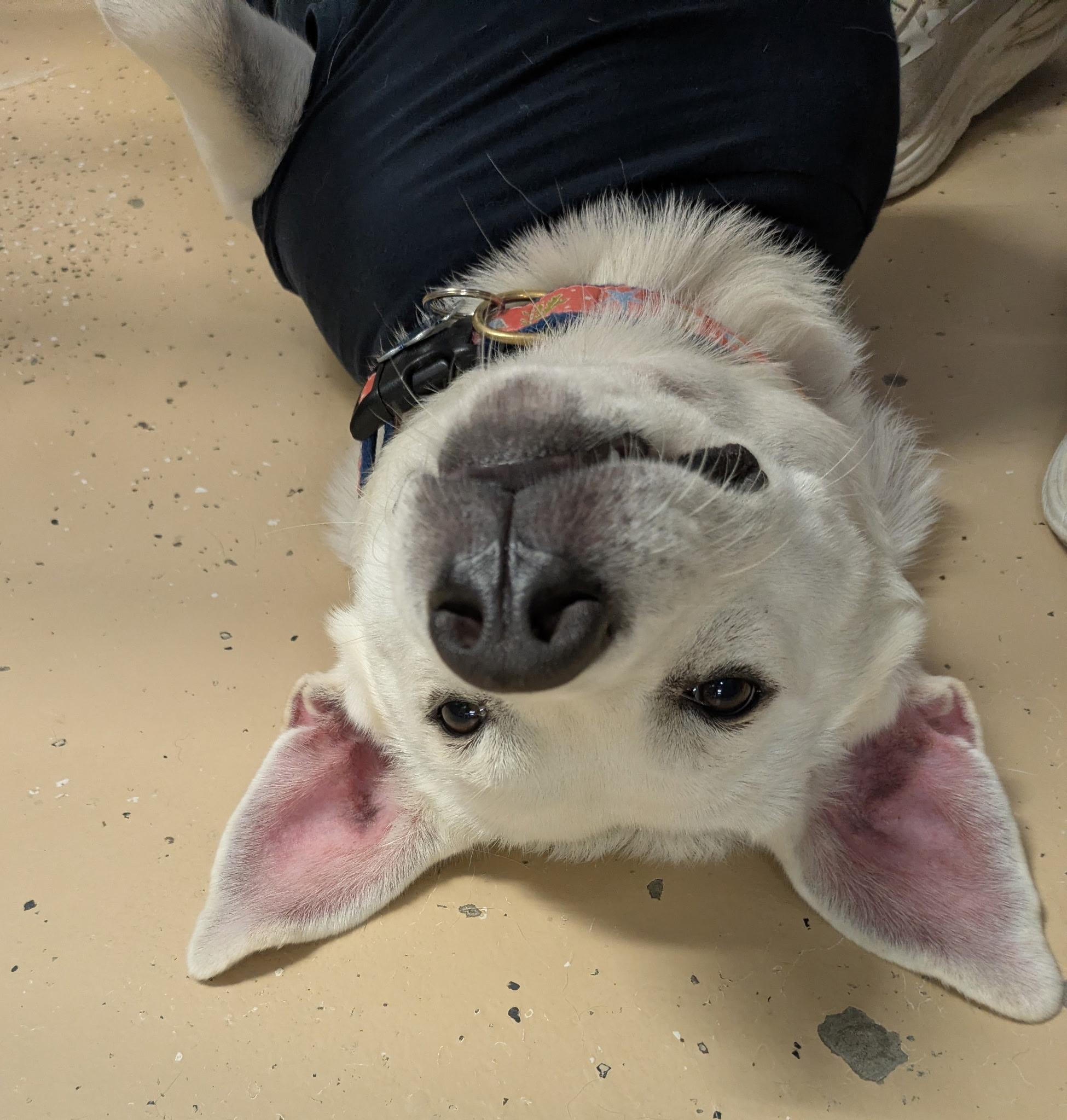 Enlarge Winter, a Adoptable Mixed Breed in Cedar Rapids, IA image 3/6