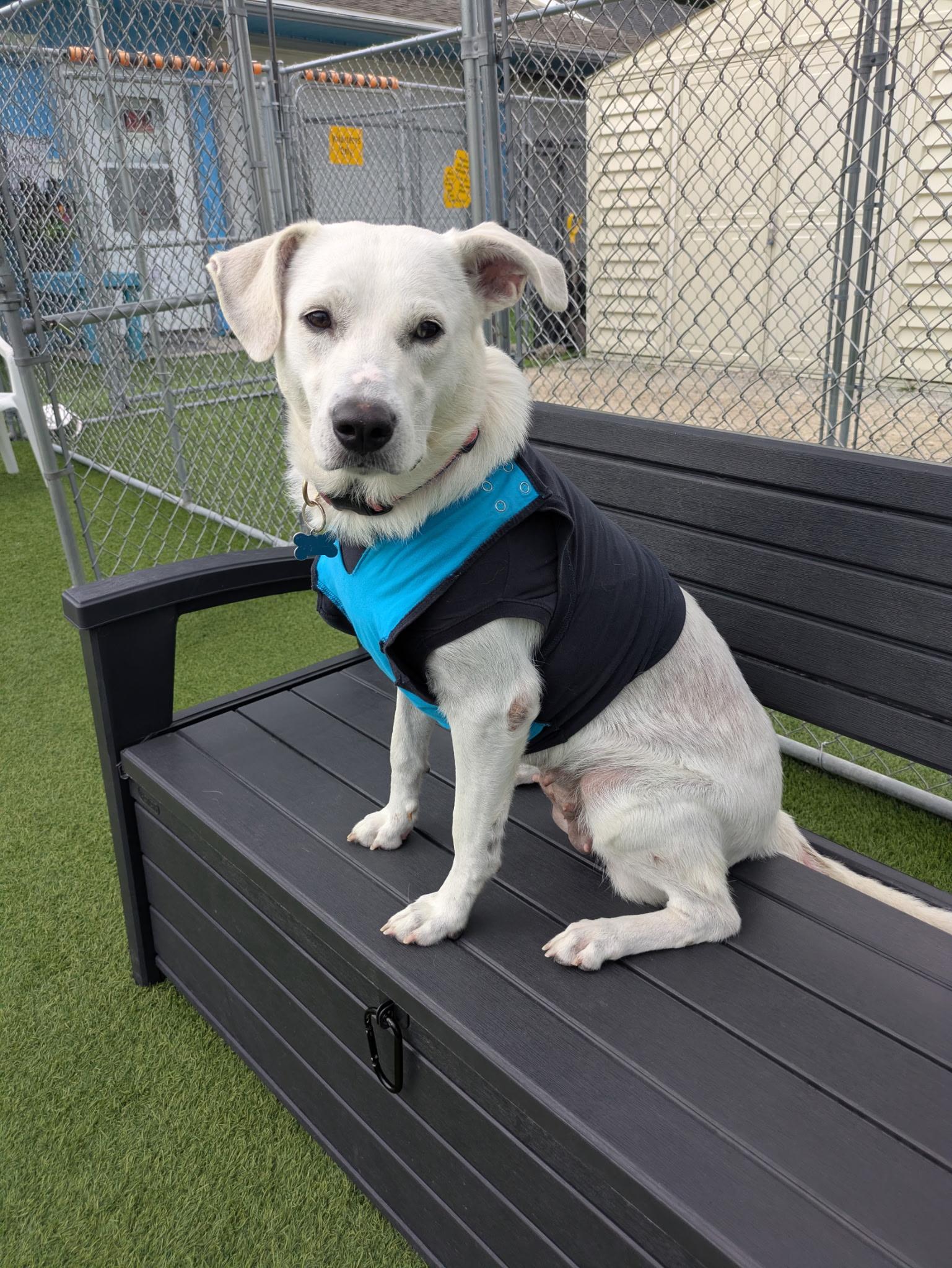 Enlarge Winter, a Adoptable Mixed Breed in Cedar Rapids, IA image 2/6