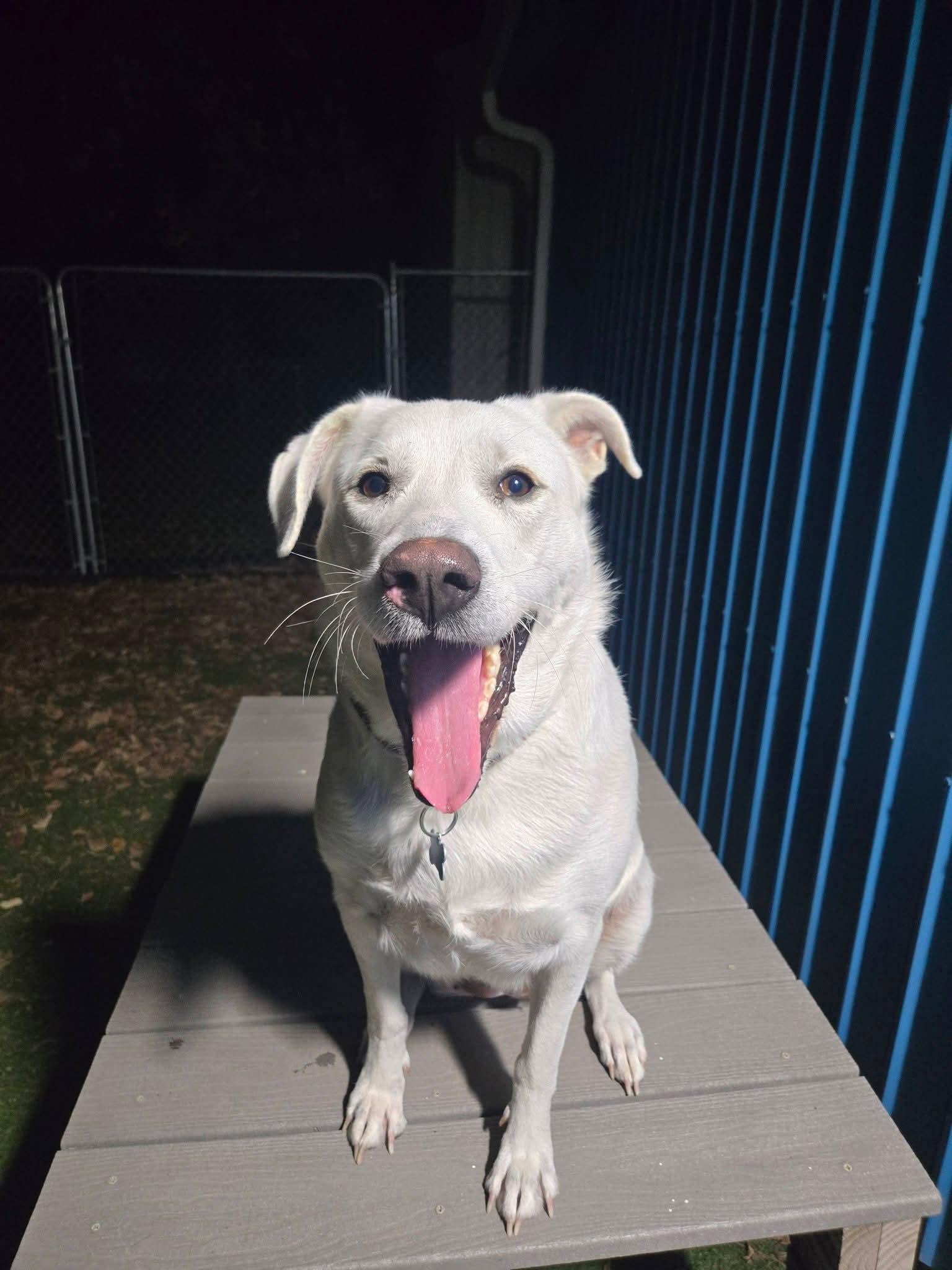 Winter, Adoptable, Adult Female Mixed Breed.