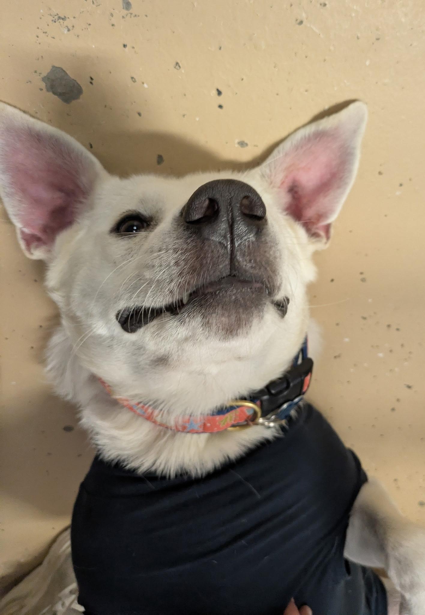 Enlarge Winter, a Adoptable Mixed Breed in Cedar Rapids, IA image 5/6