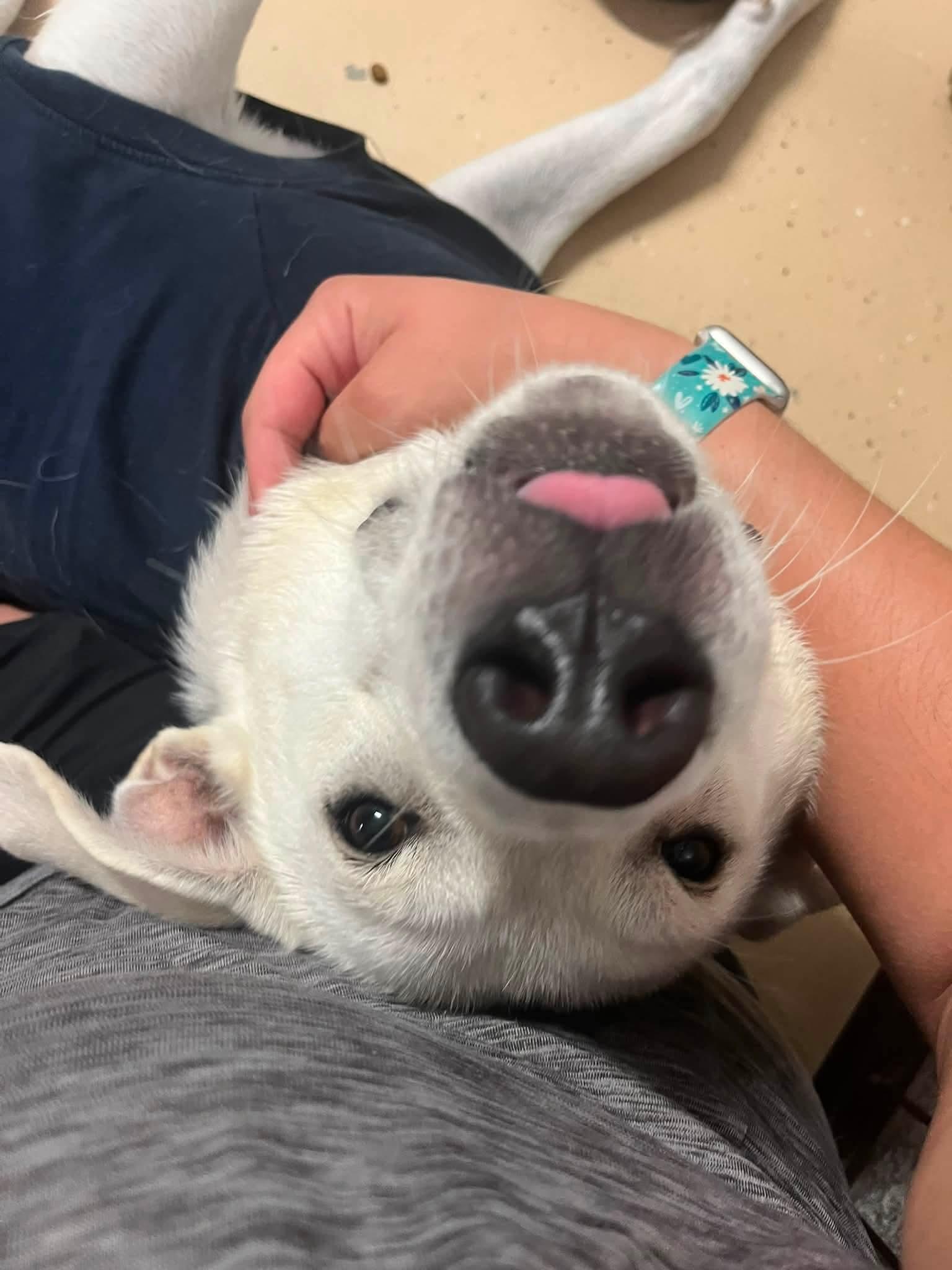 Enlarge Winter, a Adoptable Mixed Breed in Cedar Rapids, IA image 6/6
