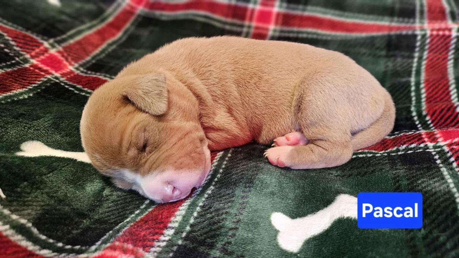 Pascal, Adoptable, Puppy Male Pit Bull Terrier & Hound.