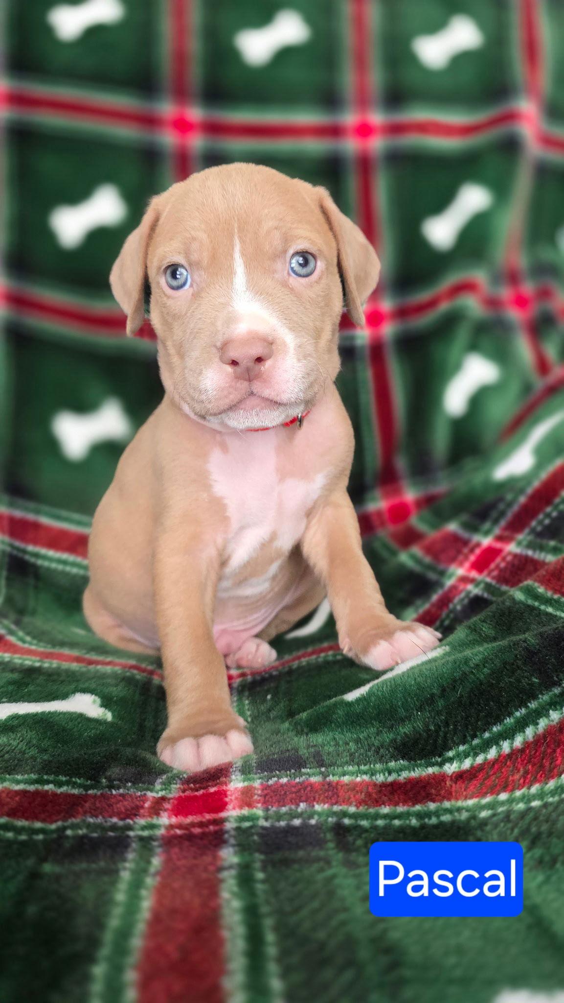 Pascal, a Adoptable mixed breed in Duluth, MN image 2/2