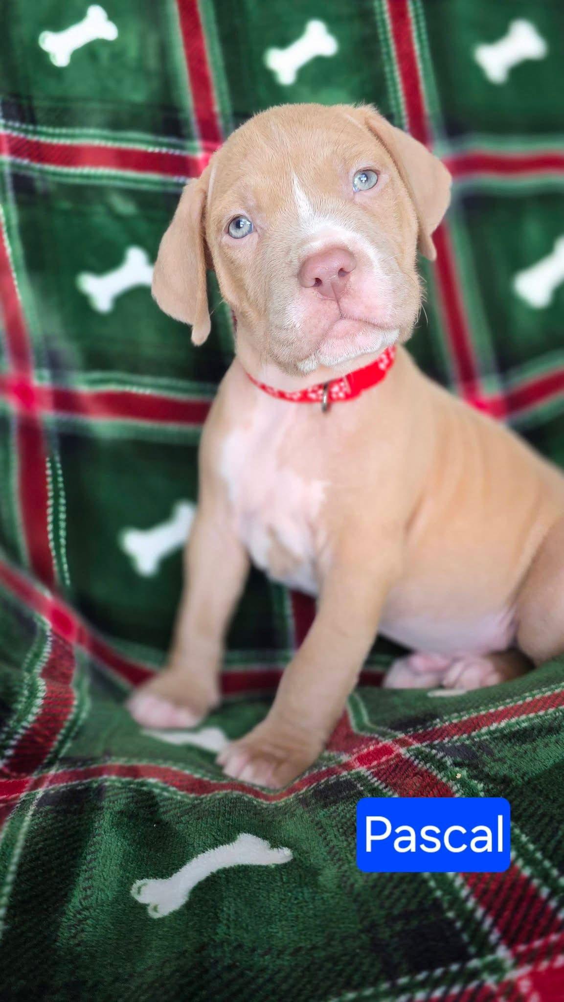 Enlarge Pascal, a Adoptable mixed breed in Duluth, MN image 3/3