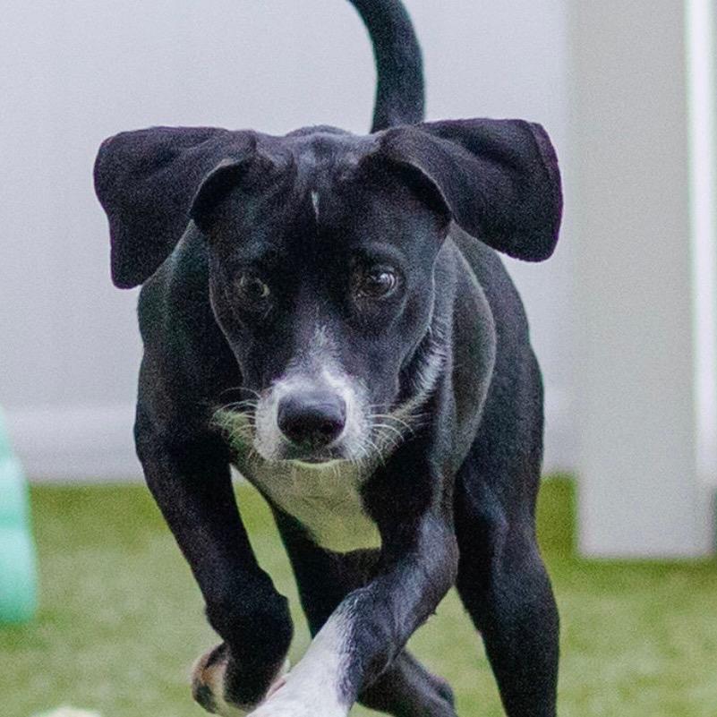 Enlarge BILLIE, a Adoptable mixed breed in Cranston, RI image 2/3